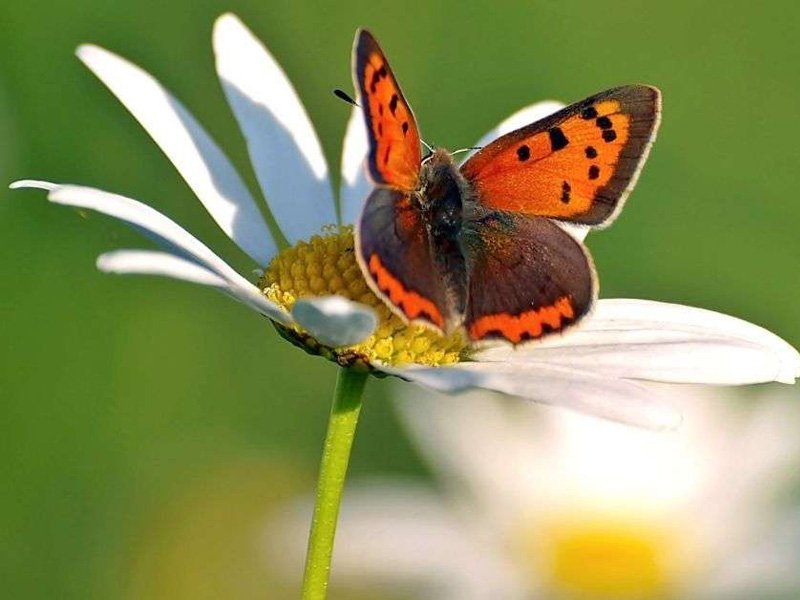 butterfly watching