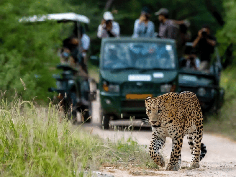 Jeep Safari sita mata