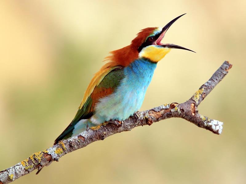 bird-watching-vrana-lake03